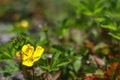 Close up of beautiful little yellow flower. Meadow Buttercup Royalty Free Stock Photo