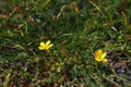 Close up of beautiful little yellow flower. Meadow Buttercup Royalty Free Stock Photo