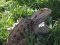 Close-up of a beautiful Lizard Agame Reptile standing on a wood log