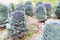 Beautiful longlived cabbage flower in garden background. Royalty Free Stock Photo