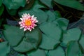 Close-up of a beautiful lotus flower Royalty Free Stock Photo