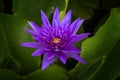 beautiful lotus flower, purple and yellow Royalty Free Stock Photo