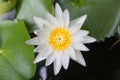 Close-up beautiful lotus flower, White lotus flower select focus blur or blurred soft focus, Lotus flower background. Royalty Free Stock Photo