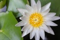 Close-up beautiful lotus flower, White lotus flower select focus blur or blurred soft focus, Lotus flower background, Royalty Free Stock Photo