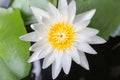 Close-up beautiful lotus flower, White. Royalty Free Stock Photo