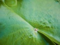 Close up Beautiful lotus leaf with water drop on the leaf in water pond Royalty Free Stock Photo