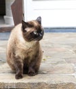 Close up of beautiful and lovely cat with blue eyes. Royalty Free Stock Photo