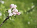 Close up beautiful macro blooming pink apple blossom bud flower