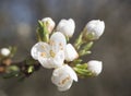 Close up beautiful macro blooming white apple blossom bud flower twing with leaves, selective focus, natural bokeh beige