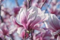 Close up of the Beautiful magnolia flowers spring time.