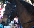 Beautiful brown Arabian horse wearing goggles