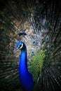 Close up of beautiful male feather  indian pheasant Royalty Free Stock Photo