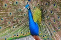 Close up of a beautiful male Peacock on a field Royalty Free Stock Photo