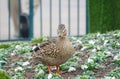 Close up of a beautiful mallard duck Royalty Free Stock Photo