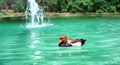 Close-up of beautiful Mallard duck swimming alone on calm waters in a pond with the green nature background Royalty Free Stock Photo