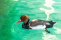 Close-up of beautiful Mallard duck swimming alone on calm waters in a pond with the green nature background Royalty Free Stock Photo