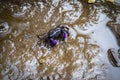 Close up of beautiful mangrove crab feeding on mudflats during low tide. Mangrove crab, a small colorful crab, living on mudflats