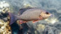 Close-up of a beautiful Mangrove Snapper