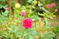 Close up beautiful many red rose on green branch. Rose and bud on garden. Valentines background. Pink rose with fresh leaves Royalty Free Stock Photo