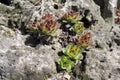 Mardi Grass Asonium Succlents on rocks Royalty Free Stock Photo