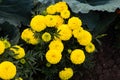 Close-up of beautiful marigold blossom Royalty Free Stock Photo