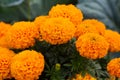 Close-up of beautiful marigold blossom Royalty Free Stock Photo