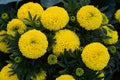 Close-up of beautiful marigold blossom Royalty Free Stock Photo