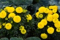 Close-up of beautiful marigold blossom Royalty Free Stock Photo