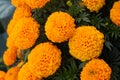 Close-up of beautiful marigold blossom Royalty Free Stock Photo