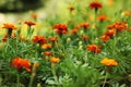 Close up of beautiful Marigold flower in the garden. Macro of marigold in flower bed sunny day Royalty Free Stock Photo