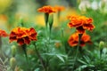 Close up of beautiful Marigold flower in the garden. Macro of marigold in flower bed sunny day Royalty Free Stock Photo