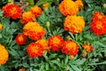 Close up of beautiful Marigold flower in the garden Royalty Free Stock Photo