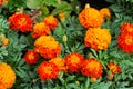 Close up of beautiful Marigold flower in the garden Royalty Free Stock Photo