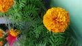 Close up of beautiful Marigold flower pattern in the windy garden closeup.