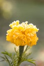 Hoarfrost. Close up of beautiful Marigold flower in pot. tagetes erecta, Mexican, Aztec or African marigold, in winter Royalty Free Stock Photo