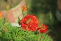 Close up of beautiful Marigold flower & x28;Tagetes erecta, Mexican, Aztec or African marigold& x29; in the garden Royalty Free Stock Photo