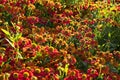 The Close up of beautiful Marigold flower Tagetes erecta, Mexican, Aztec or African marigold in the garden. Macro of marigold in Royalty Free Stock Photo