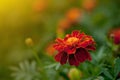 Close up of beautiful Marigold flower Tagetes erecta, Mexican, Aztec or African marigold in the garden. Macro of marigold in Royalty Free Stock Photo