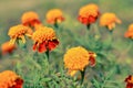 Close up of beautiful Marigold flower Tagetes erecta, Mexican, Aztec or African marigold in the garden. Macro of marigold in Royalty Free Stock Photo