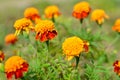 Close up of beautiful Marigold flower Tagetes erecta, Mexican, Aztec or African marigold in the garden. Macro of marigold in Royalty Free Stock Photo