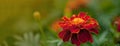 Close up of beautiful Marigold flower Tagetes erecta, Mexican, Aztec or African marigold in the garden. Macro of Royalty Free Stock Photo