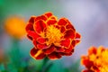 Close up of beautiful Marigold flower or Tagetes erecta, Mexican, Aztec or African marigold in the garden. Macro of marigold in Royalty Free Stock Photo