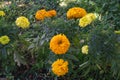 Close up of beautiful Marigold flower (Tagetes erecta  Mexican  Aztec or African marigold) in the garden Royalty Free Stock Photo