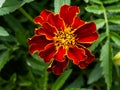 Close up of beautiful Marigold flower Tagetes erecta, Mexican, Aztec or African marigold in the garden Royalty Free Stock Photo