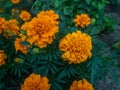 Close up of beautiful Marigold flower Tagetes erecta, Mexican, Aztec or African marigold in the garden Royalty Free Stock Photo
