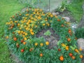 Close up of beautiful Marigold flower Tagetes erecta, Mexican, Aztec or African marigold in the garden Royalty Free Stock Photo