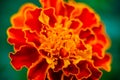 Close up of beautiful Marigold flower or Tagetes erecta, Mexican, Aztec or African marigold in the garden. Macro of marigold in Royalty Free Stock Photo