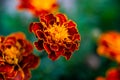 Close up of beautiful Marigold flower or Tagetes erecta, Mexican, Aztec or African marigold in the garden. Macro of marigold in Royalty Free Stock Photo