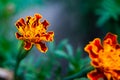 Close up of beautiful Marigold flower or Tagetes erecta, Mexican, Aztec or African marigold in the garden. Macro of marigold in Royalty Free Stock Photo