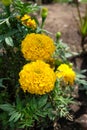 Close up beautiful Marigold flower in sunny day Royalty Free Stock Photo